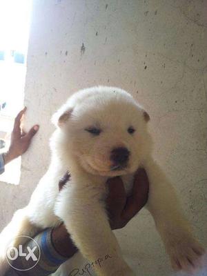 Akita puppies/ dogs for sale find a flower like bud in dogs