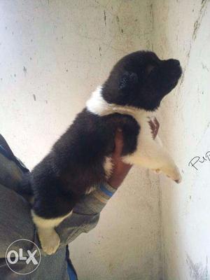 Akita puppies/dog for sale find a kind heart in dogs