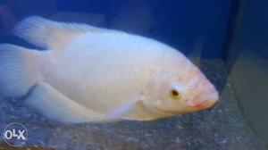Albino giant Gaurami fish 10 inch
