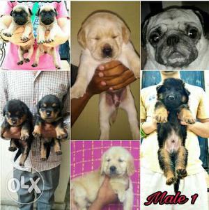 All Types Of Breed Dealing Call Seriuos Buyers (Punjab Pets