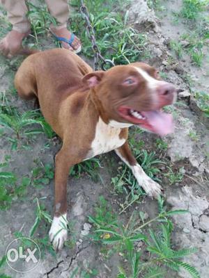 Amarian.pitbull...near heat urgent..sale...if