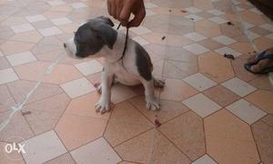 American bully top bred Puppy mother father ki b pic dali h