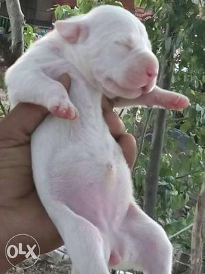 Balter bully pure babbar line