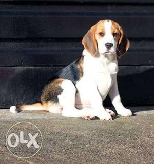 Beagle female 6months old with kci pappers