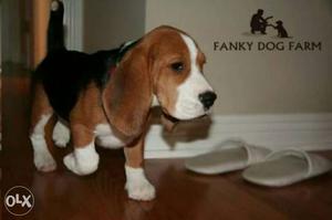 Beagle male puppy 4 month old fully vaccinated