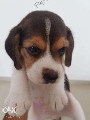 Beagle puppies/dogs for sale find a funny friend in dogs