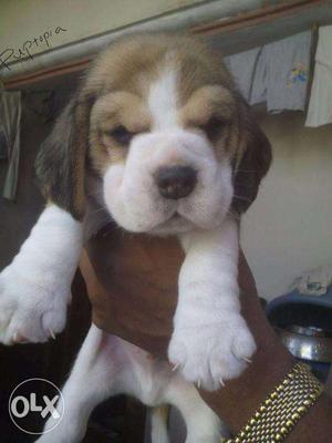 Beagle puppy/dog for sale find a cuttie pie buddy in dogs