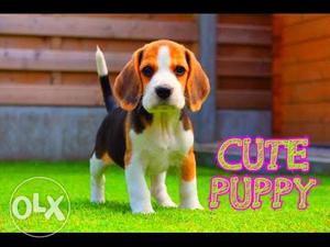 Beagle show quality beagle male puppy available