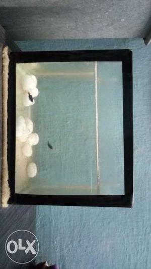 Bhai small he in 180 rs small fish tank