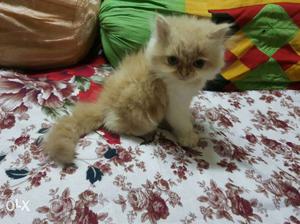 Bicolour semi punch kitten 50days old for sale..