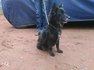 Black Short-coated Dog for matting