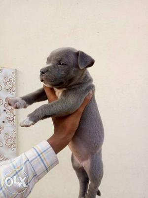 Blue And White American Bully Pup Available