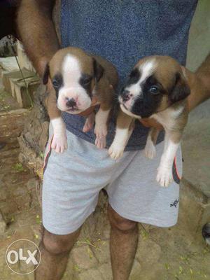 Boxer pup available call now original breed call number show