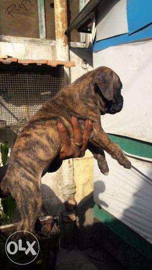 Boxer puppies/dogs for sale find a strongest guard dog