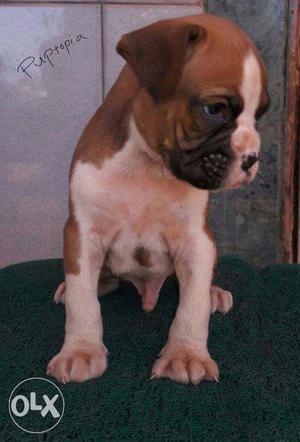 Boxer puppy / dog for sale find a calm and confident bud in