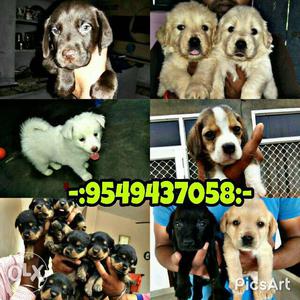 Breeds Puppies for sale