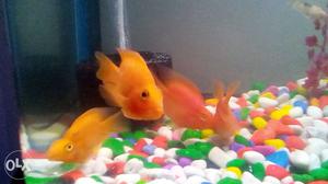 Bubbly Healthy N Colourful Parot Fishes For Sale (Pair)