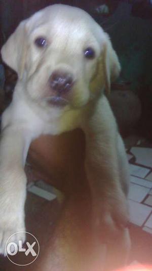CUTE ANDBest Quality Lab Female Low Prize In Sale To Fast