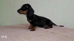 Call. For Back And Tan Smooth Dachshund Puppy