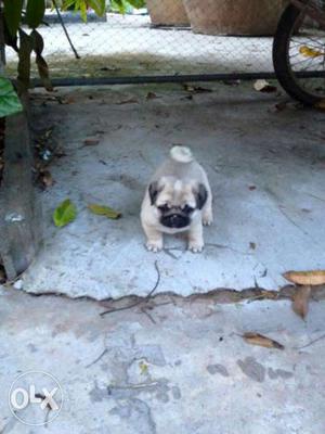 Champion line pug male & female puppy for sell.