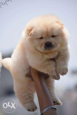 Chow Chow puppies/dogs for sale find a cute companion in