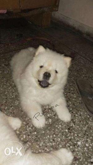 Chow chow puppies/dog for sale find a cutest companion in