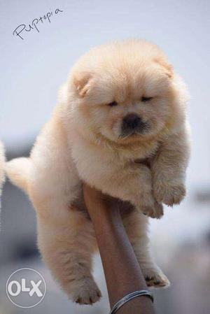 Chow chow puppy/dog for sale find a cute companion in dogs