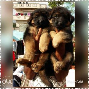 Cute Golden retriever puppies and Pomarnian