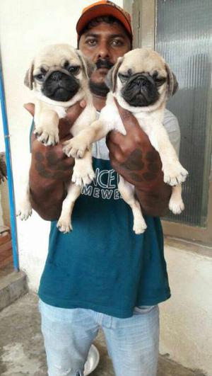 Cute Pug And Beagle Puppies Available For