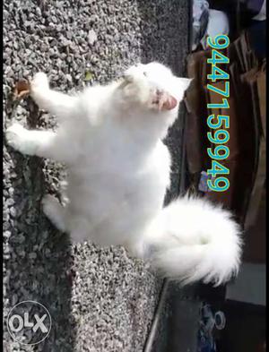 Cute and lovely white persian cat for sale