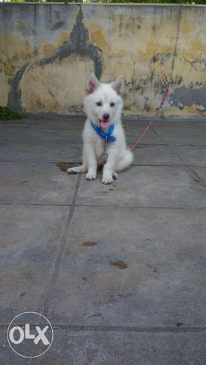 Cute female dogii of 2 and half months old