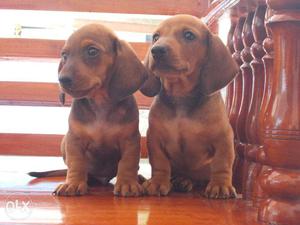 Dachshund male and female puppies
