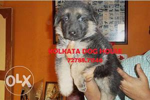 Dashing Kci Registered German shepherd pups ~ KOLKATA DOG