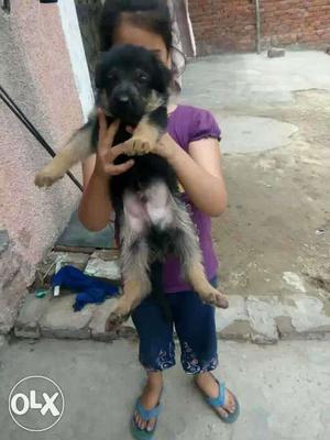 Double coat GSD male puppy available