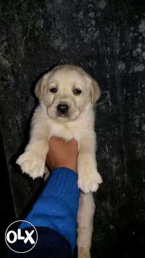 Double heavy bone Labrador Male & Female puppies with