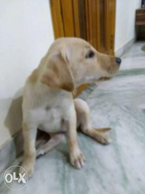 Female 2 months old fully vaccinated Pure Labrador