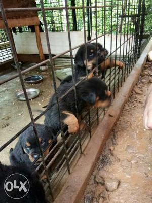 Female rottweiler puppies for sale