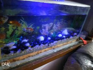 Fish tank for sale 2 50 length and 1 50 width