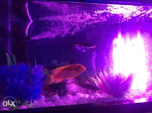 Fish tank with motor, stand, light, food and