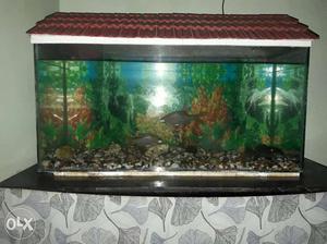 Fishtank with fish and table