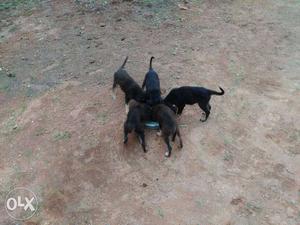 Five Black German Shepherd Puppies