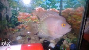 Floren fish male alvino ha