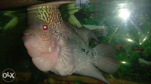 Flowerhorn For sell... Healthy, With good head,