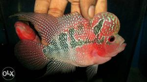 Flowerhorn fish