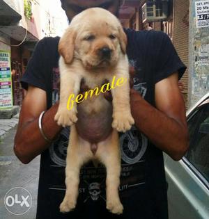 For very Heavy n Healthy male puppy buy.