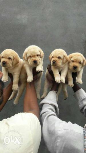 Four Brown Digue De Bordeaux Puppies