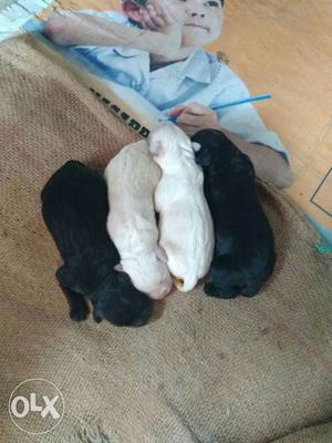 Four White And Black Puppies