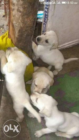 Four Yellow Labrador Retriever Puppy Litter Screenshot