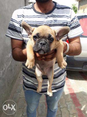 French Bulldog puppy / dog for sale find a cuteness in dogs