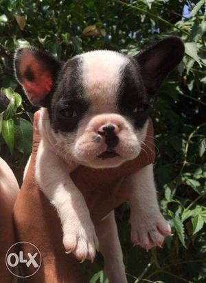 French Bulldog puppy/dog for sale find a warm & intelligent